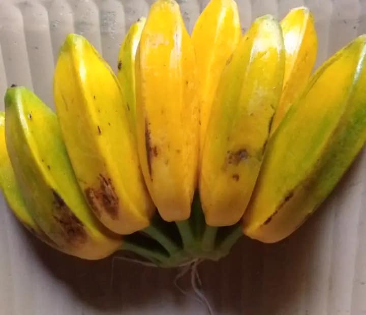 Burro Banana for Hormonal Health